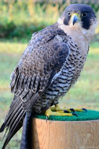 Barbary Falcon at Royal Gauntlet Birds of Prey الشهيانة: ماذا تعرف عنها؟ وكم تبلغ سرعتها؟ وماذا تسمي في إفريقيا والأمريكتين ؟