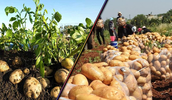 البطاط مصر: الصادرات الزراعية من البطاطس تتخطي 650 ألف طن حتي الآن