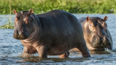 Hippos 1024x410 1 أفريقيا: 18 مليون دولار لمشاريع التكيف مع تغير المناخ