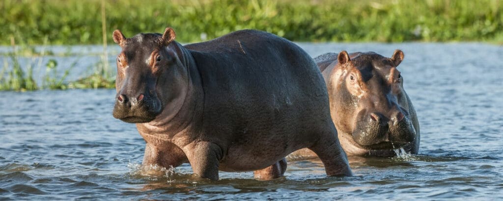 Hippos 1024x410 1 أفريقيا: 18 مليون دولار لمشاريع التكيف مع تغير المناخ