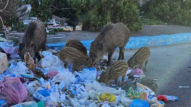 f00a86f2 216a 4d46 b5db جريمة قتل وحشية تهز جنوب أفريقيا .. مزارع أبيض يقتل سيدتين ويقدم الجثث طعاما للخنازير