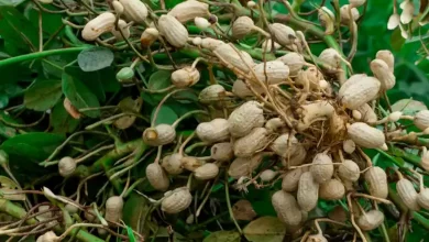 peanut plant profile 4797389 hero 439ff76cc5444ca7869eacb25e683306 حكومة السنغال تحظر تصدير الفول السوداني .. تعرف علي السبب