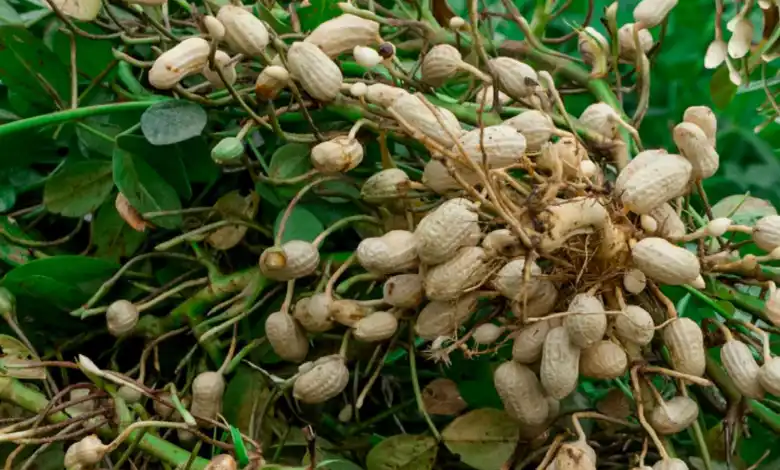 peanut plant profile 4797389 hero 439ff76cc5444ca7869eacb25e683306 حكومة السنغال تحظر تصدير الفول السوداني .. تعرف علي السبب