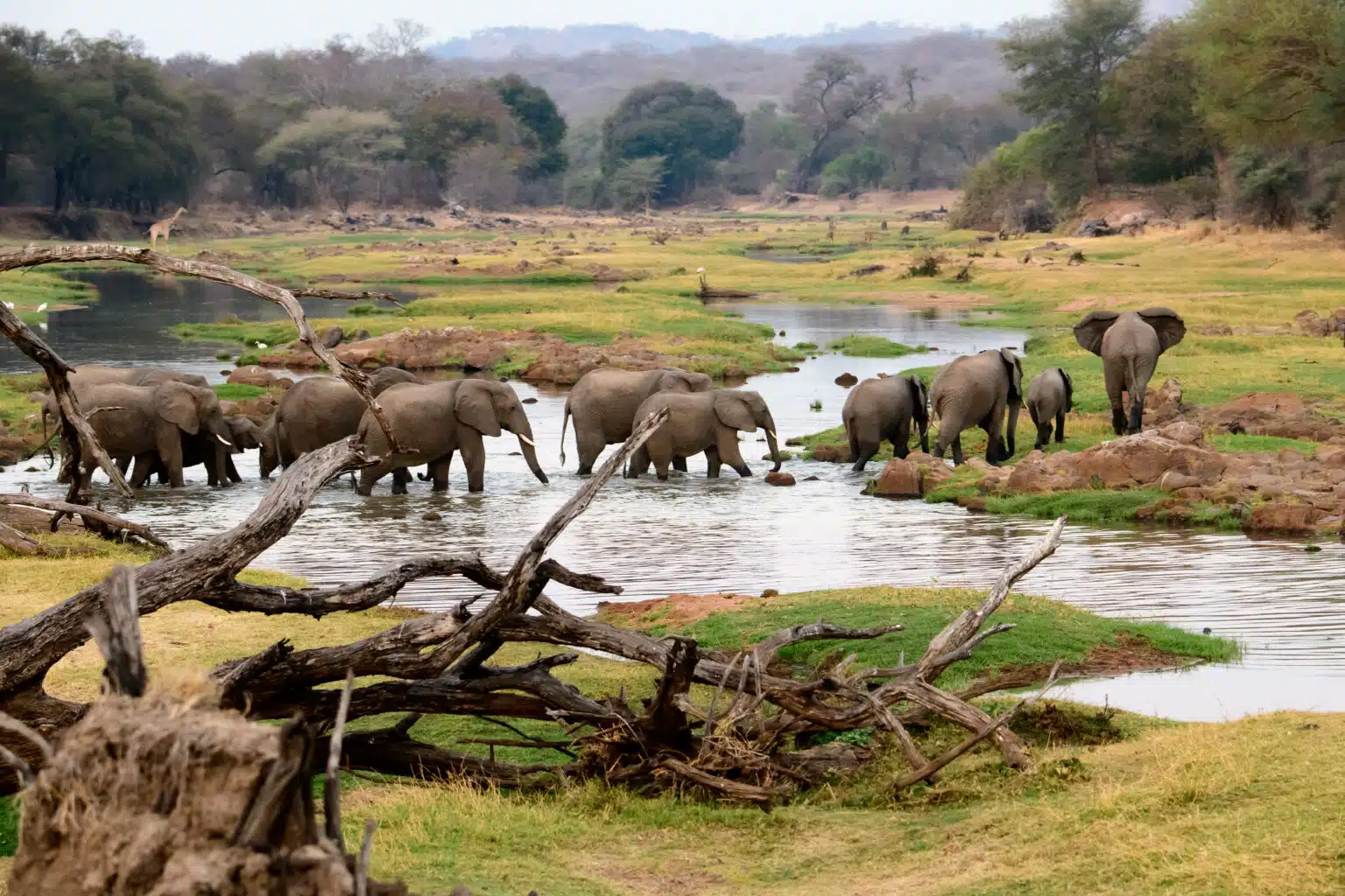 Group of Elephants Wading Through a Swamp in Ruaha National Park Easy Travel Tanzania توقعات بتجاوز إيرادات السياحة في إفريقيا 90 مليار دولار خلال 2025 