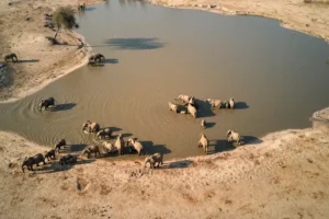 hwange national park zimbabwe AFRICAPARKS0521 b47072991d4d4e96839f14581752b0d2 أفريقيا – أفضل 10حدائق مذهلة تمتد من الصحاري الافريقية إلى الغابات المطيرة والجبال