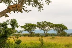 queen elizabeth national park uganda AFRICAPARKS0521 8b0b3adcf5794835aa327aff877063f6 أفريقيا – أفضل 10حدائق مذهلة تمتد من الصحاري الافريقية إلى الغابات المطيرة والجبال