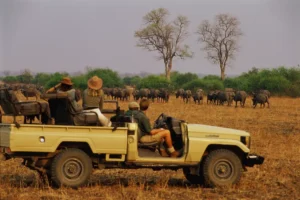 south luangwa national park zambia AFRICAPARKS0521 bd89de4d37be46eaa319ffabb2fe8c1a أفريقيا – أفضل 10حدائق مذهلة تمتد من الصحاري الافريقية إلى الغابات المطيرة والجبال