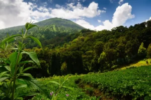 volcanoes national park rwanda AFRICAPARKS0521 64c3556d5a6848b5bbff2b781410efbb أفريقيا – أفضل 10حدائق مذهلة تمتد من الصحاري الافريقية إلى الغابات المطيرة والجبال