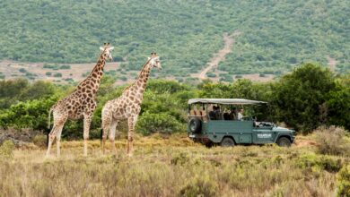 إفريقية تشهد طفرة سياحية وتحالفات وابتكارات تعيد رسم خريطة الضيافة في القارة 2 48813e04c91a96828ff7445063a088ea867 إفريقية تشهد طفرة سياحية وتحالفات وابتكارات تعيد رسم خريطة الضيافة في القارة