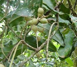 أزمة رسوم ترامب الجمركية الأمريكية تضرب سوق مكسرات المكاديميا في جنوب إفريقيا 7 Macadamia integrifolia أزمة رسوم ترامب الجمركية الأمريكية تضرب سوق مكسرات المكاديميا في جنوب إفريقيا